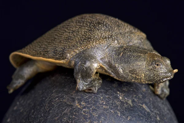 Yeni Gine dev kaplumbağası (Pelochelys bibroni) 