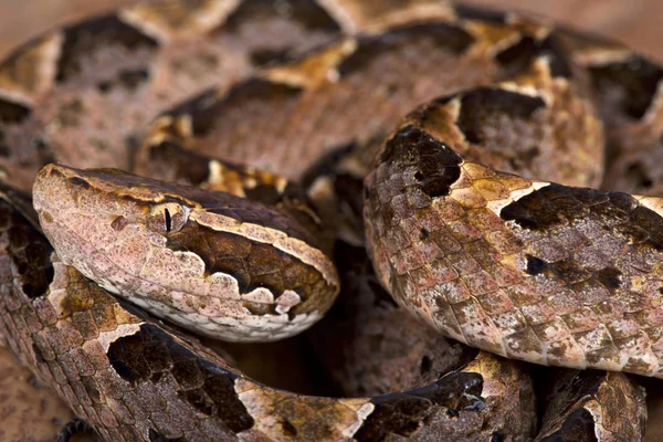 Malaya zemin çukur engerek (Calloselasma rhodostoma)