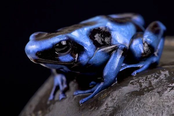 Mavi ve siyah zehirli kurbağası (Dendrobates hava)