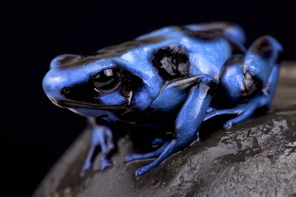 Μπλε Και Μαύρο Δηλητήριο Βάτραχος Dendrobates Auratus — Φωτογραφία Αρχείου