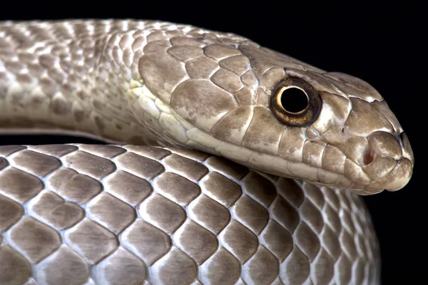 Coachwhip Masticophis Testaceus — 스톡 사진