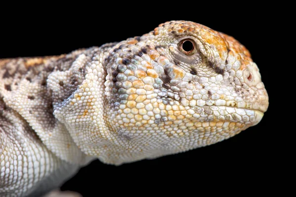 Tobzosfarkúgyík Félék Ománi Gyík Uromastyx Thomasi — Stock Fotó