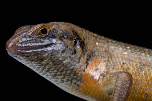 Quênia Zebra Skink Trachylepis Dichroma Macho — Fotografia de Stock