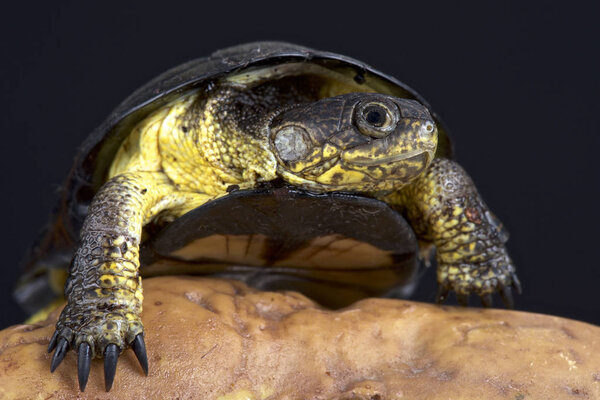Африканская черепаха-карлик (Pelusios nanus