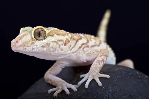 Gecko Ocelot Paroedura Pictus — Zdjęcie stockowe