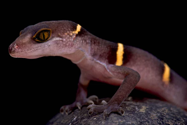 Gecko Caverna Vietnamita Goniurosaurus Lichtenfelderi — Fotografia de Stock