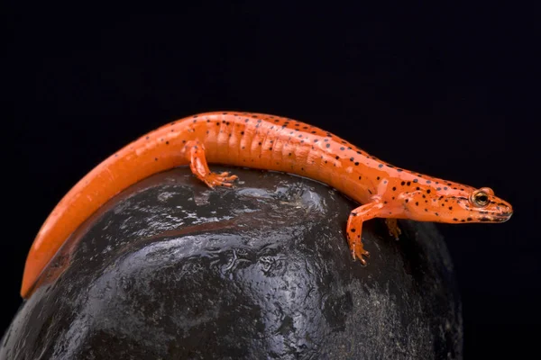 Красная Саламандра Pseudotriton Ruber — стоковое фото