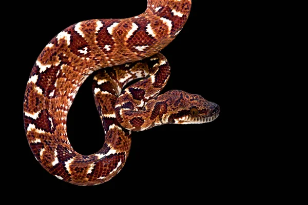 马达加斯加树蟒蛇 Sanzinia 猴原产于 — 图库照片