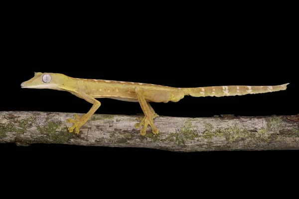 Podszewką Płaskim Ogon Gecko Wymieniony Szczupieńczyk Pręgowany — Zdjęcie stockowe