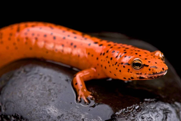 Roter Salamander Pseudotriton Ruber — Stockfoto