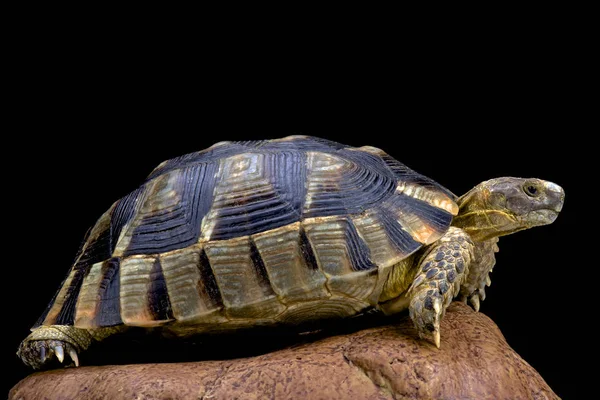 Vroubená Testudo Marginata — Stock fotografie