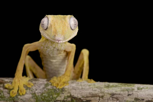 Lemované Plochou Ocas Gecko Uroplatus Lineatus — Stock fotografie