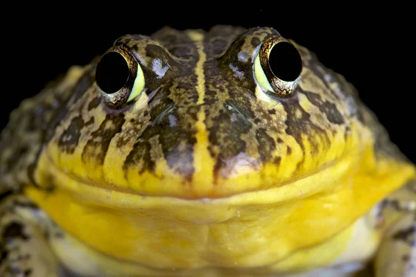 Ehető Ökörbéka Pyxicephalus Edulis — Stock Fotó