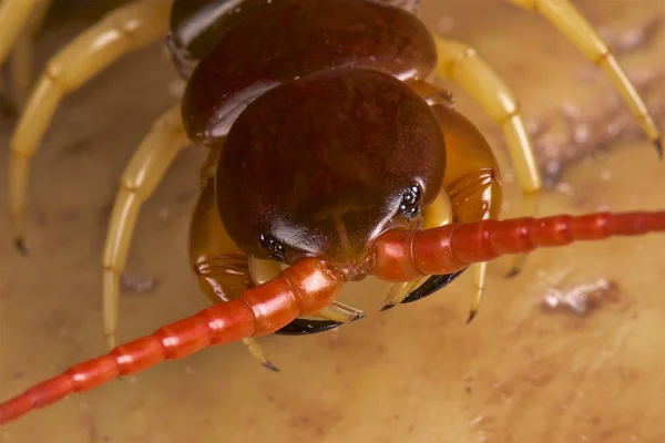 Dev Kırkayak Scolopendra Subspinipes — Stok fotoğraf