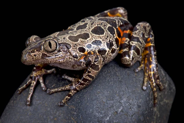 Çalışan Kurbağa Kassina Maculata Kınalı — Stok fotoğraf