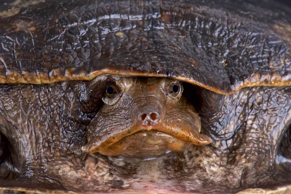 Aubry'nın flapshell kaplumbağa (Cycloderma aubryi)