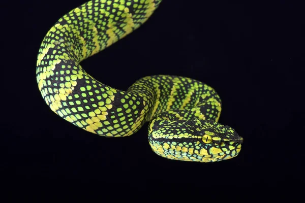 Wagler 的树毒蛇 Tropidolaemus Wagleri — 图库照片