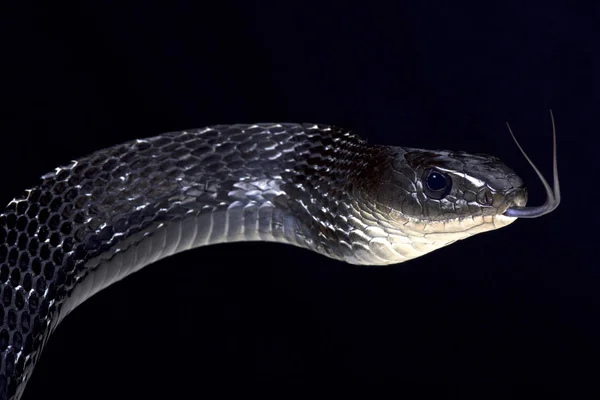 龙骨状大鼠蛇 Ptas Carinatus — 图库照片