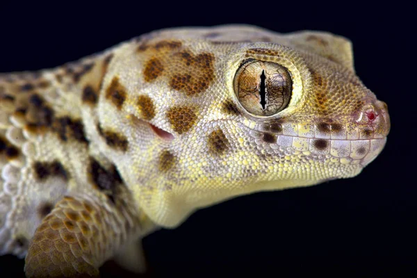Дивно Gecko Голові Сцинки Справжні — стокове фото