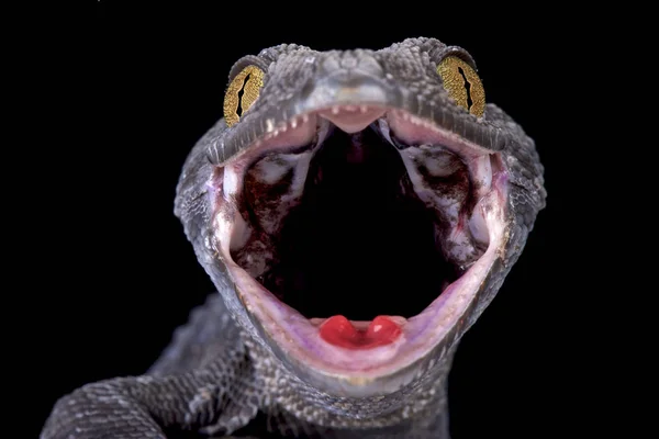 Tokeh Gekko Gecko Uma Espécie Lagarto Gigante Encontrada Todo Sudeste — Fotografia de Stock