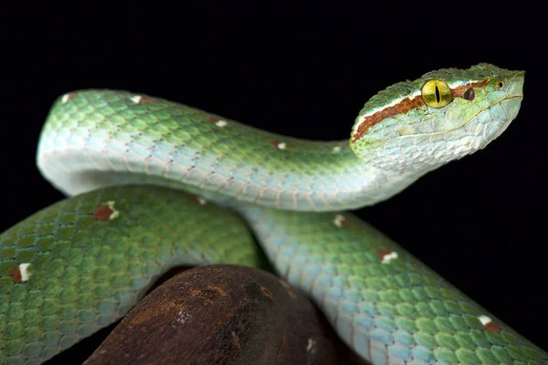 Wagler Barátait Vipera Tropidolaemus Wagleri Férfi — Stock Fotó