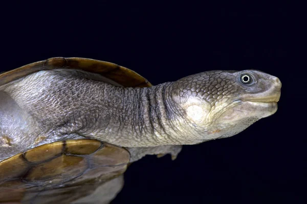 Reimann Snake Necked Turtle Chelodina Reimanni — Stock Photo, Image