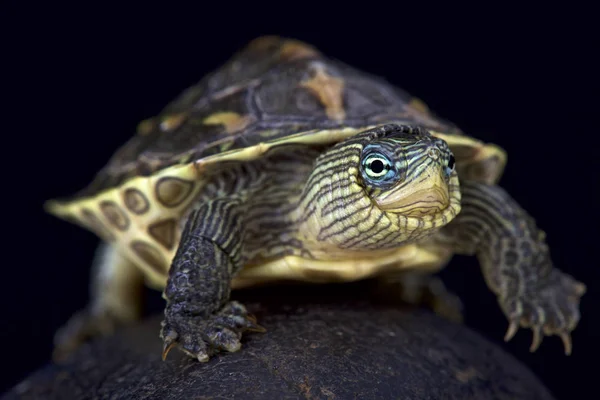 Chinese Stripe Necked Turtle Mauremys Sinensis — Stock Photo, Image