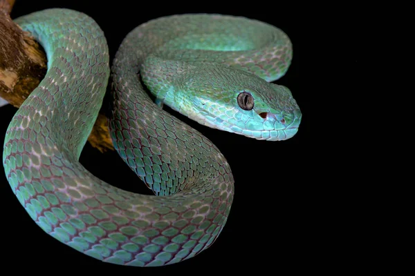 白唇岛 Pitviper 竹叶青 Albolabris Insularis — 图库照片