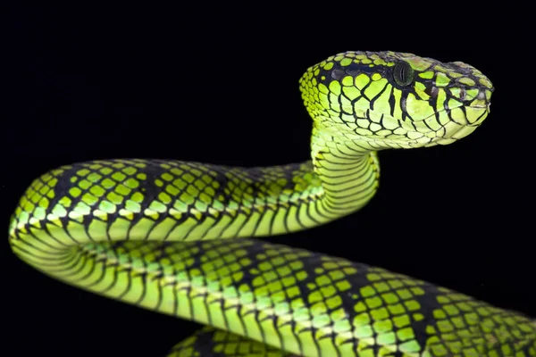 Sumatra Pit Viper Parias Sumatranus — стокове фото