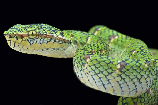 Tapınak viper (Tropidolaemus wagleri 