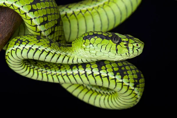 Hairy bush viper (Atheris hispida) on black background Stock Photo - Alamy