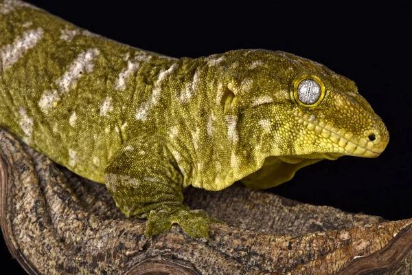 Giant gecko (Rhacodactylus laechianus) — Stock Image Giant Gecko Rhacodactylus Laechianus Stock Photo