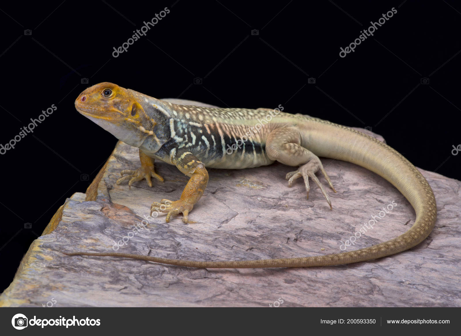 Leiolepis Guttata Giant Butterfly Lizard Vietnam Stock