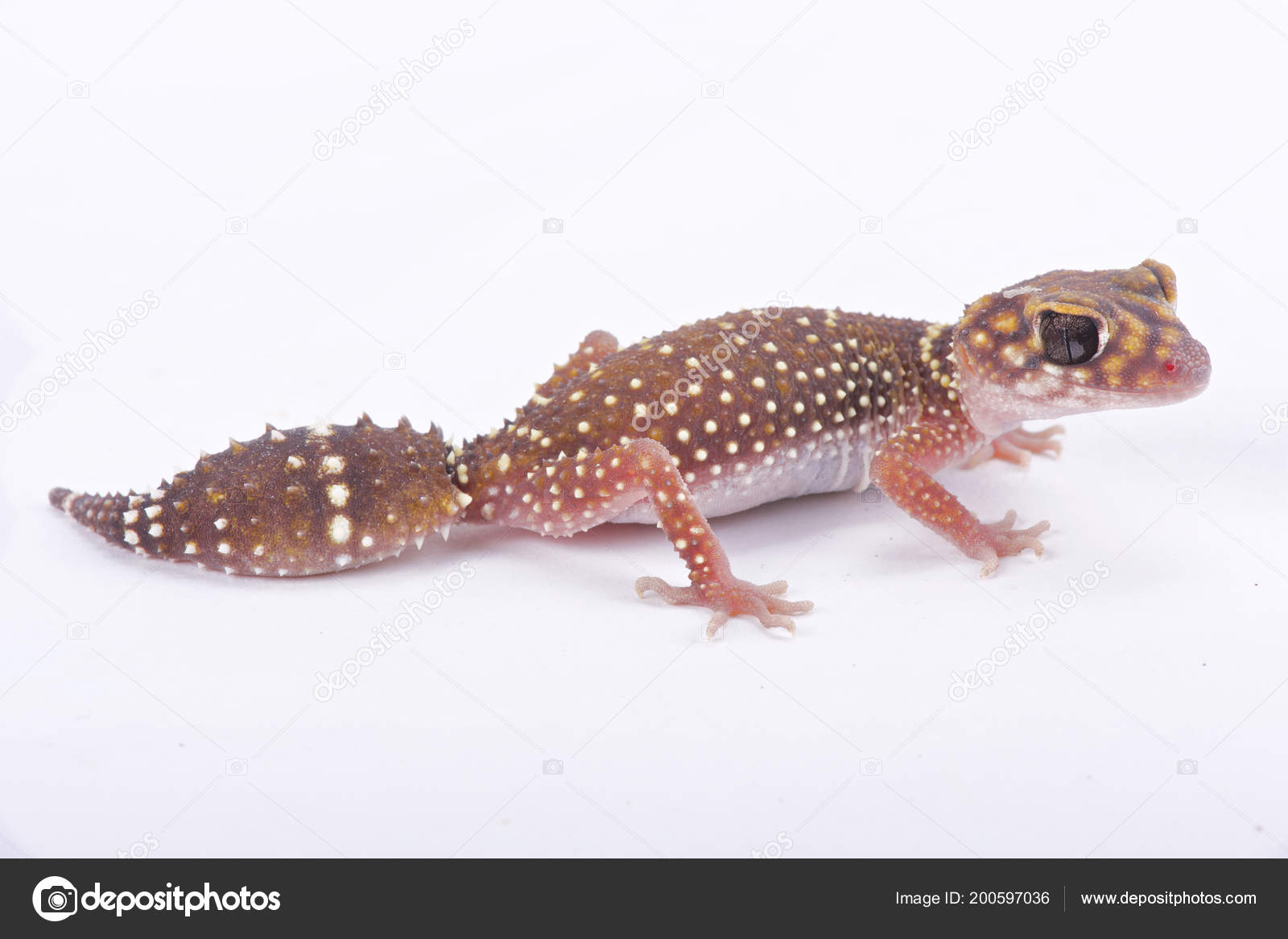 GECO SCARICA