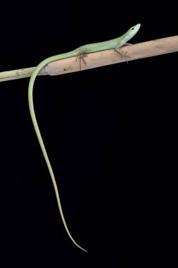 Takydromus toyamai, Miyako çim kertenkele, Japonya