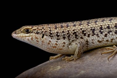 Trachylepis brevicollis, kısa boyunlu Skink, Umman