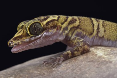 Şeritli kaplan gecko (Cyrtodactylus chanhomae)