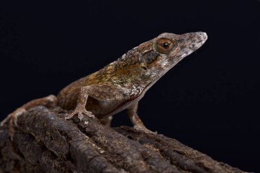 Anolis valencienni, Jamaika dal anole, Jamaica
