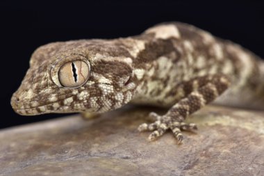 Trachydactylus spatalurus, geniş rock gecko, Umman
