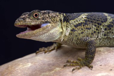 Xenosaurus newmanorum, Newman topuzu-kertenkele, Xilita, Meksika terazi'nın