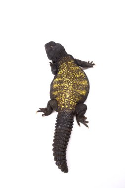 Uromastyx maliensis, Mali uromastyx, Mali
