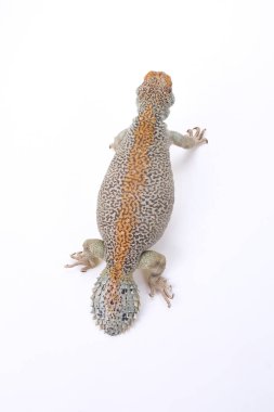 Uromastyx THOMASI, Umman dikenli kuyruklu kertenkele, Umman