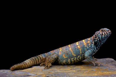 Uromastyx ornata ornata, süslü dikenli kuyruklu kertenkele, Mısır