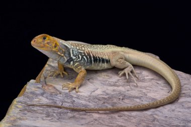 Leiolepis guttata, dev kelebek kertenkele, Vietnam