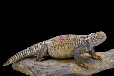 Saara loricata, Irak dikenli kuyruklu kertenkele, Irak