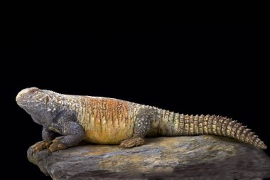 Saara loricata, Irak dikenli kuyruklu kertenkele, Irak