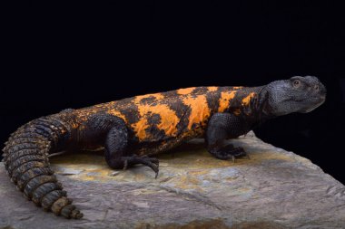 Uromastyx flavifasciata, Batı Sahara kertenkele, dikenli kuyruklu Mauretania