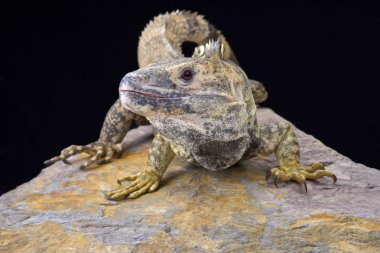 Ctenosaura pectinata, Meksikalı dikenli kuyruklu iguana, Meksika