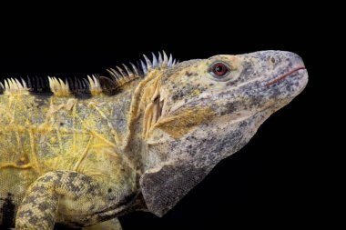 Ctenosaura pectinata, Meksikalı dikenli kuyruklu iguana, Meksika