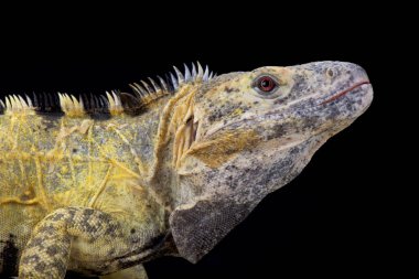 Ctenosaura pectinata, Mexican spiny-tailed iguana,Mexico clipart